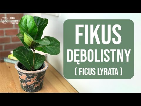 👉🪴Fikus dębolistny (Ficus Lyrata) – kompendium wiedzy. Jak o niego dbać?💡✨