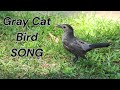 Gray Cat Bird Song Birdnoises Singingbird Catbird Birdsvideos