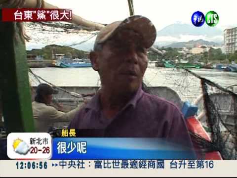 "鯊"進衝浪賽! 漁民捕獲驚見懷孕