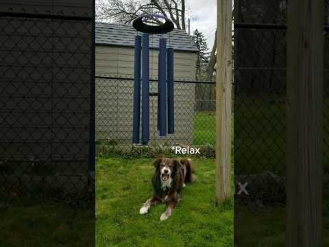 Zen Dog 🐶. Breath in 5 sec, hold, exhale 5 sec hold, repeat. #zen #dog #meditation #relax #breathe