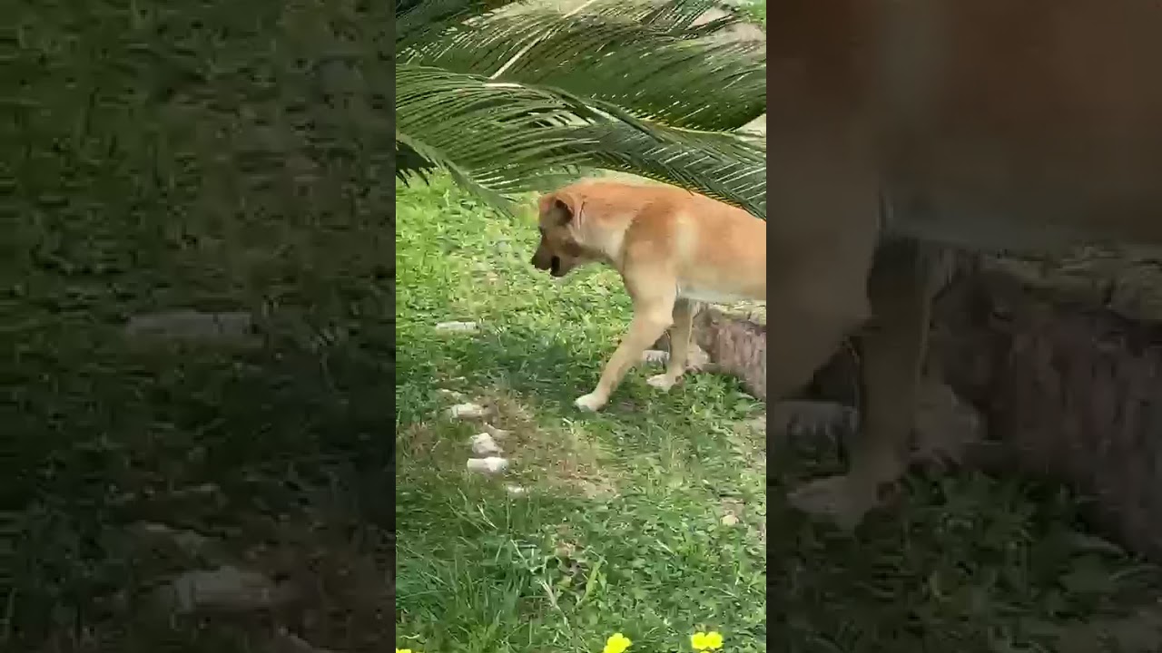 Watch Now Cani gay che fanno sesso (9 anni dopo). Ma questa volta il gay è un gatto Cani gay che fanno sesso (9 anni dopo). Ma questa volta il gay è un gatto
