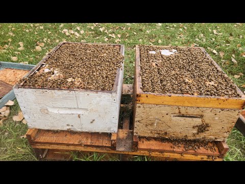 Preparing bees for winter in Canada 🇨🇦!!!