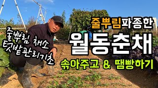 줄뿌림 파종한 월동춘채 솎아주고 땜빵하기 / 줄뿌림 채소 텃밭관리 기초 / 생육환경을 동일하게
