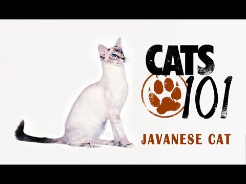 Яванез (Яванская кошка) - Javanese cat