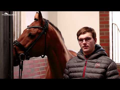Herakles *2012 by Catoki x Landor S (Sosath Stallion Show 2021)
