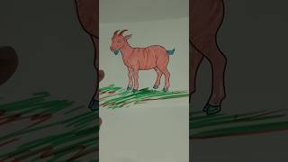 how to color simple goat drawing #goat #drawing #shortvideo