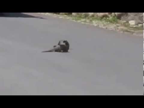 Mongoose hunts Cobra on the road _ Pelea entre cobra y mangosta ...quien gano ? sorprendente