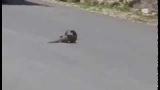 Mongoose hunts Cobra on the road _ Pelea entre cobra y mangosta ...quien gano ? sorprendente