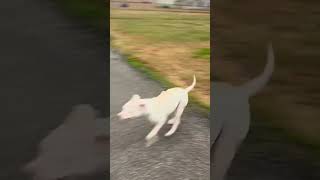 Video preview image #1 American Pit Bull Terrier-Unknown Mix Puppy For Sale in Columbus, IN, USA