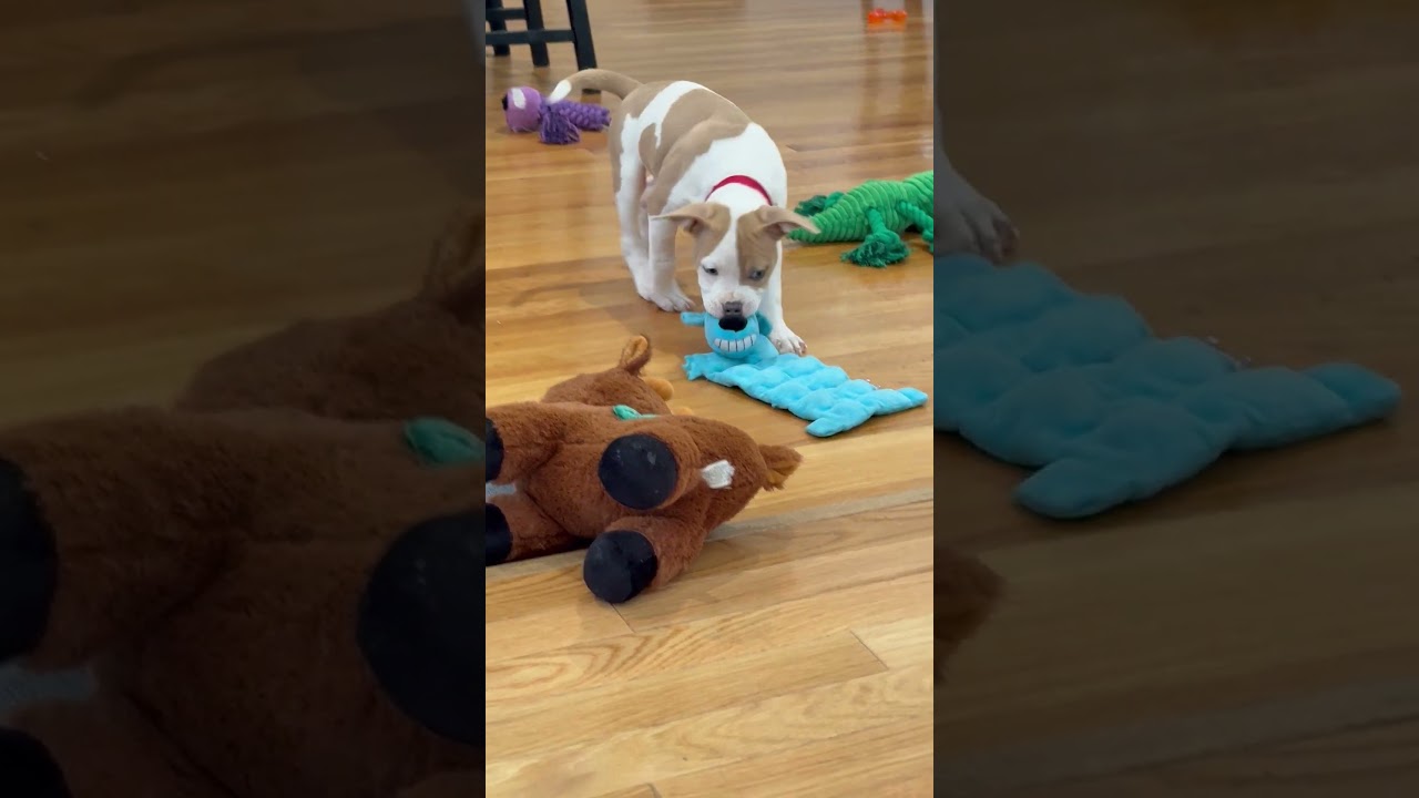 Enlarge Carina Stardust - Local pup, an adopted mixed breed in Andover, MA video 6/6