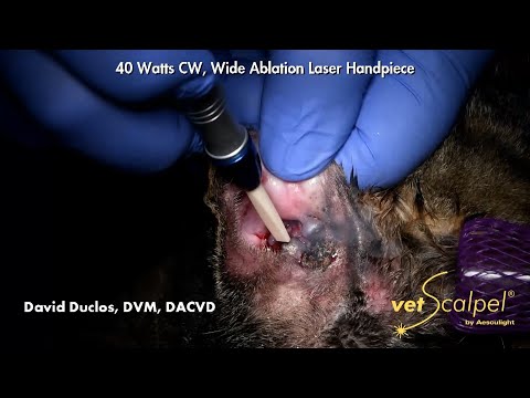 Cat's Ear Tumors Removed with CO2 Laser