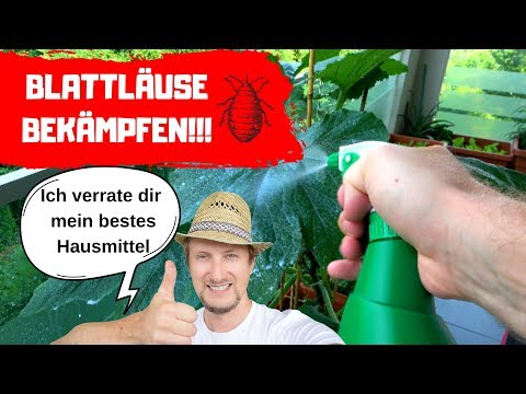 , title : 'Blattläuse bekämpfen - Das beste Hausmittel das ich kenne! 🔴'