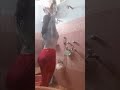 Indian girl Bathing video🛀