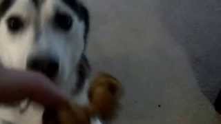 Lily the Husky puppy attacks the Rawhide Bone