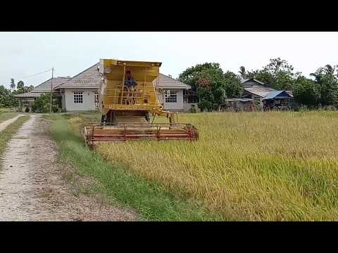 Misin Padi Bendang Tepi Jalan