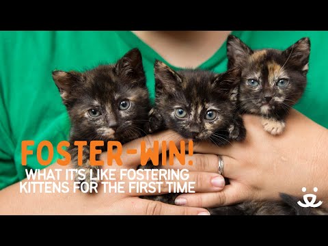 Foster-Win! What it's like being a first time kitten foster parent