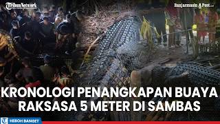 Download lagu Kronologi Penangkapan Buaya Raksasa 5 Meter di Sambas Viral,Tenaganya Seperti Truk Mogok mp3
