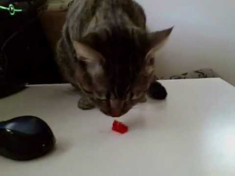 Jello = Meth for Cats