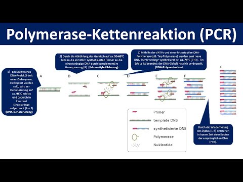 Polymerase-Kettenreaktion (PCR) - Ein Verfahren zur Vervielfältigung von DNA [Biologie, Oberstufe]