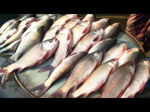 Biggest Fish Market in the world || Amazing Fish Market || Cheapest Fish Market in India ||