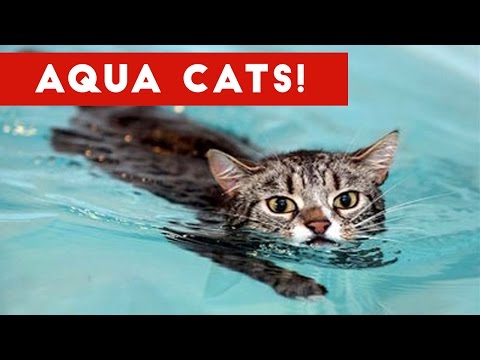 Cutest Cats Playing in Water Compilation 2017 | Best Cute Cat Videos Ever