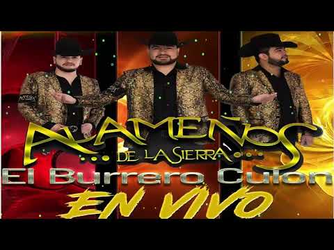 Alameños De La Sierra 2023 || El Burrero Culon En Vivo
