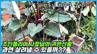 조인폴리아 사장님이 흰무늬 바나나를 주셨는데... 일단 살려보겠습니다 ㅠㅠ (2달간의 기록)