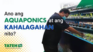 Ano ang Aquaponics at ang Kahalagahan nito | TatehTV Episode 164