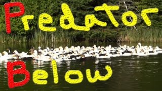 Predator Waiting In Swamp, Things R About To Get Nasty #27 Raising Ducks For Charity