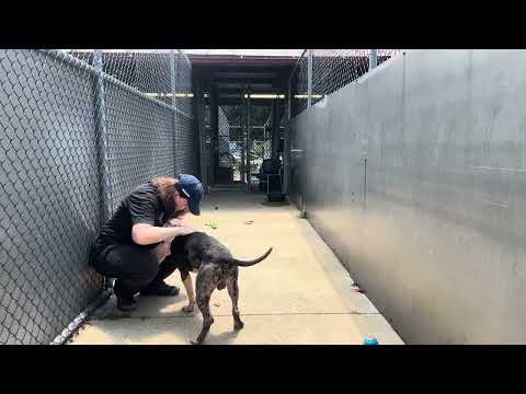 Bolt, adoptable American Pit Bull Terrier / Bull Terrier at Chicago Animal Care and Control
