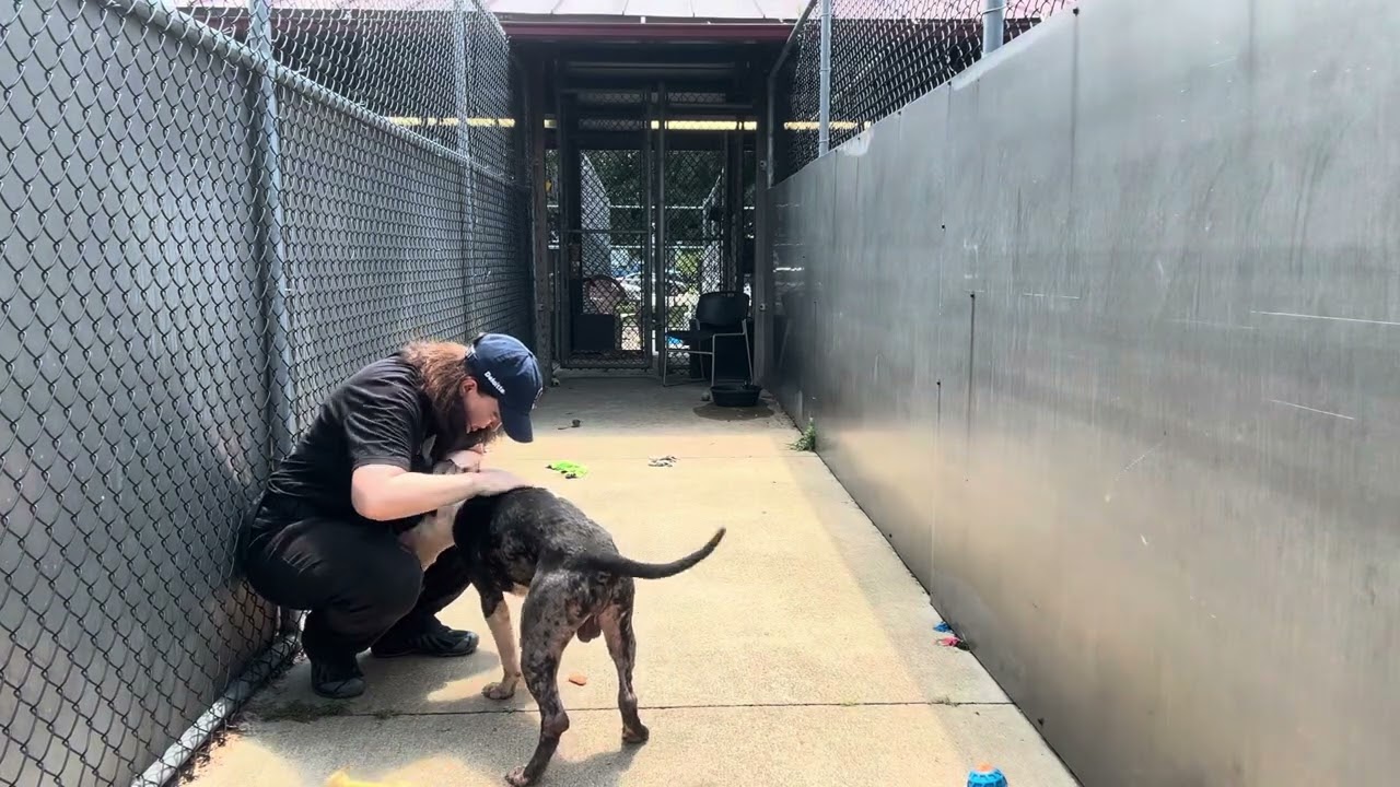 Bolt video preview