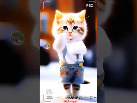 Cute cat dance #cute #cat #funny  #animals #dance #shorts  #gkpushpad #trending #viralvideo