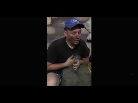 Пьяная рыба