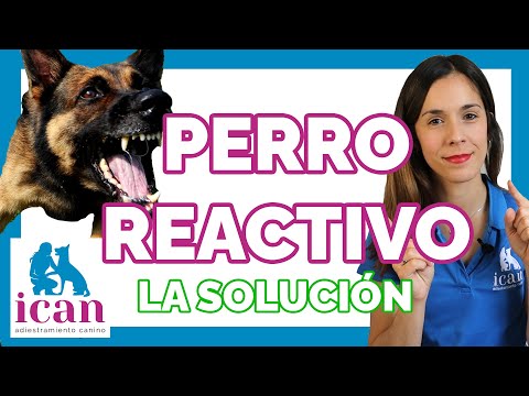 REACTIVITY IN DOGS (THE SOLUTION) | Dog training