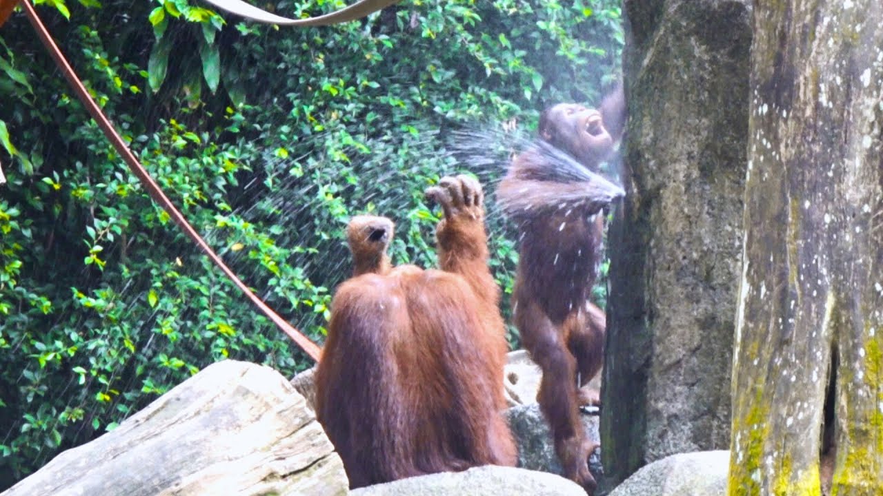 Orangutans Having a Blast with Tap Shower / 水道シャワーで大はしゃぎするオランウータンたち