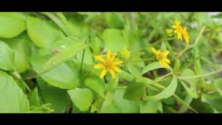 Download lagu Na E Ge None - OST 100% Senorita Twin (Cover Video Clip) mp3