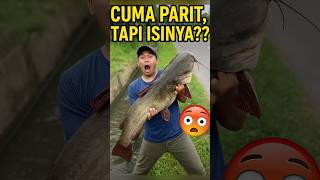 Download lagu GILA! Lele RAKSASA Ini Muncul di Parit Pinggir Jalan! 😱🎣 #mancing #angler #raksasa #viral #shorts mp3