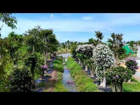 video 2