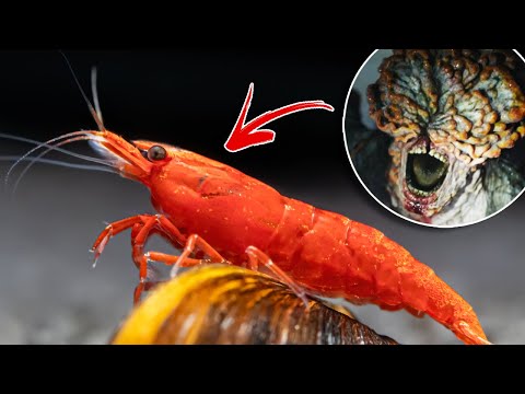 The Last Of Us Fungus in my Pet Shrimp?!