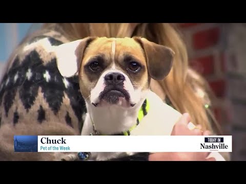 Stanley Steemer and NHA Bring us Pet of the Week "Chuck" - YouTube