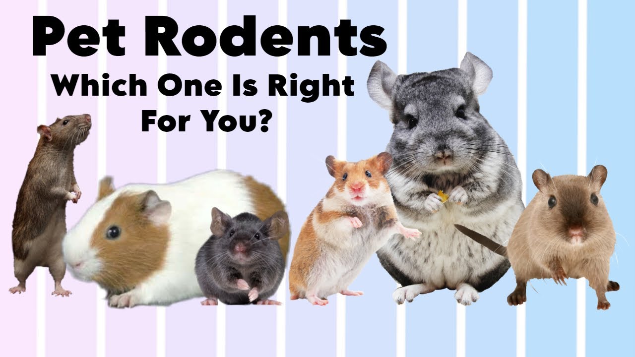 Pet Rodents: Which One is Right for you?