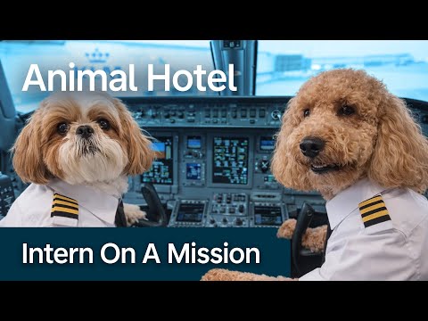 Preparing our furry friends for a pawsome flight! | Intern On A Mission | KLM