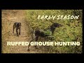Early Season Ruffed Grouse Hunting with German Shorthaired Pointers
