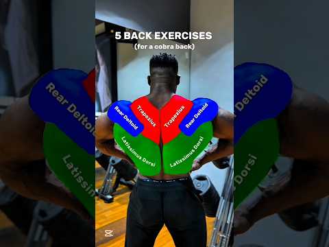 5 best back exercises gym