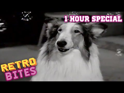 Lassie | 1 Hour Special | Lassie English Full Episodes  🐕