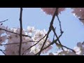 The story behind Portland's cherry blossom trees