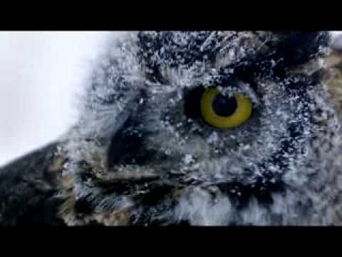 Sri Chinmoy. Awake! Arise!