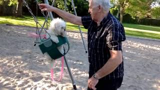 Man pushes his dog in a swing