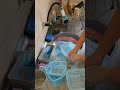 Asmr Lavando Louça Vidiosatisfatorio