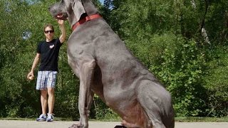 World Larget And dangrous Dogs, strongest dog breed, Top 5 dogs
